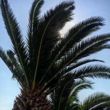 greek palm